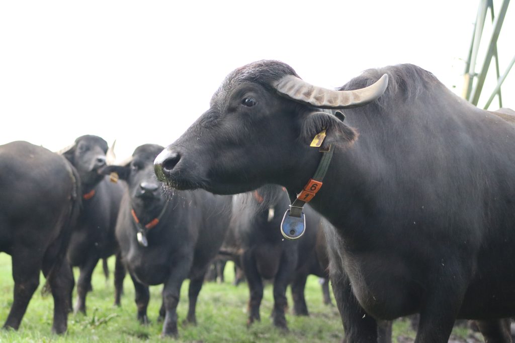 orobianco waterbuffel